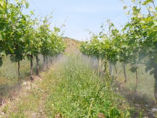 Nebulizzazione per vigna