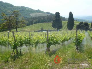 Riduzione stress da calore in vigna