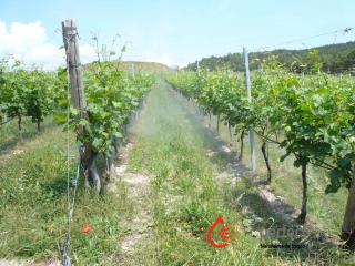 Riduzione stress da calore in vigna